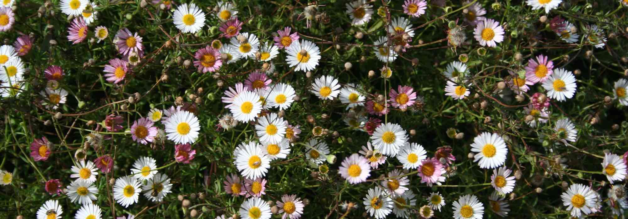 Erigeron, fleabane: planting, growing