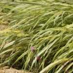 Hakonechloa, Japanese Herb: planting, cultivation and care