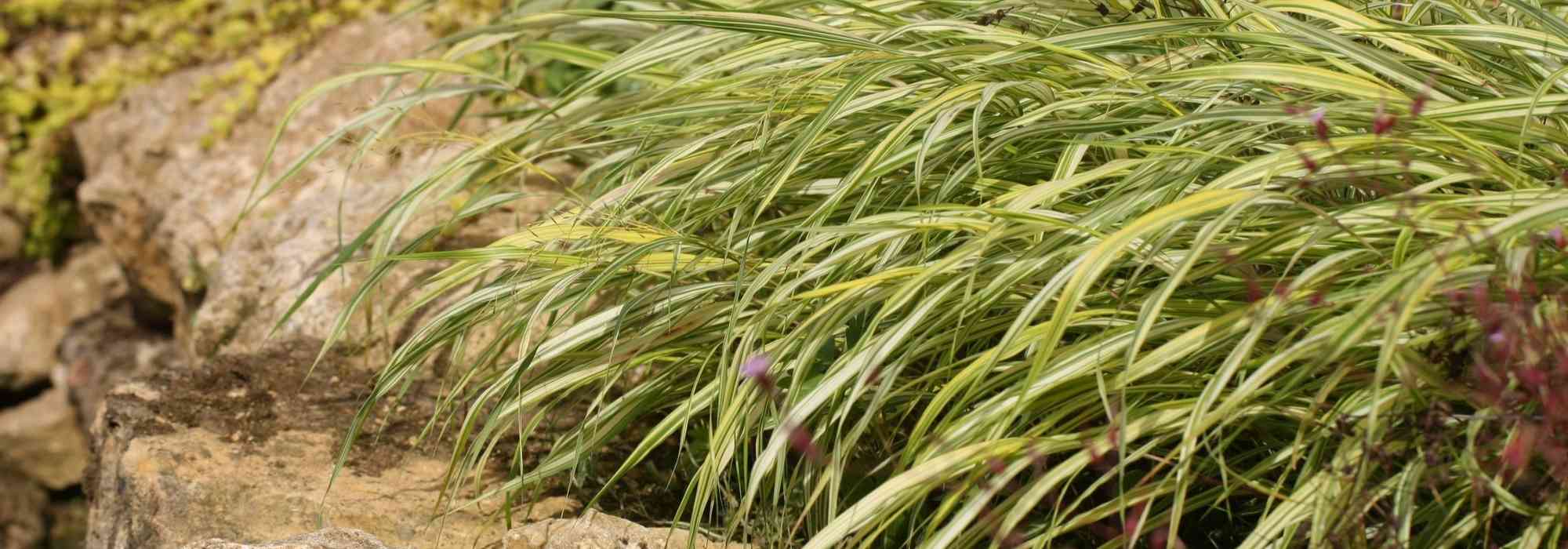 Hakonechloa, Japanese Herb: planting, cultivation and care