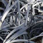 Ophiopogon, snake's beard: planting and care