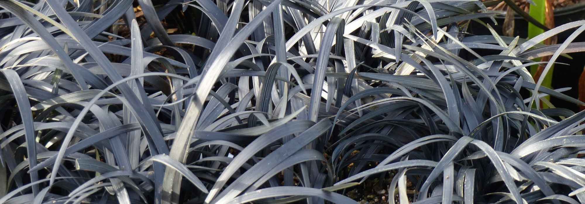 Ophiopogon, snake's beard: planting and care
