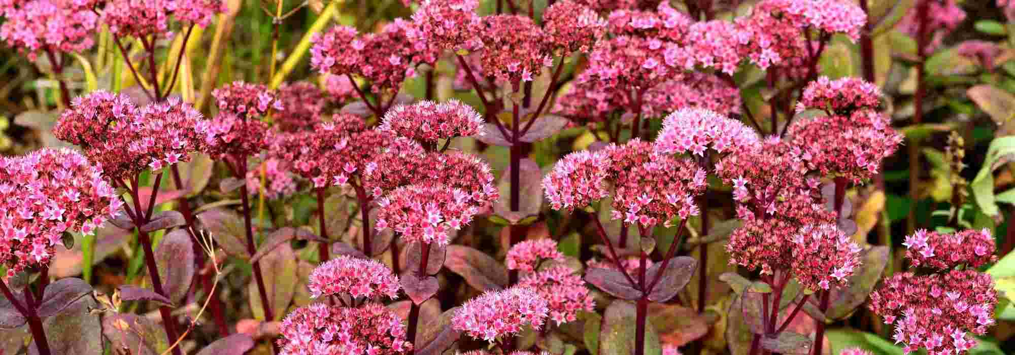 12 ultra-hardy plants for the garden