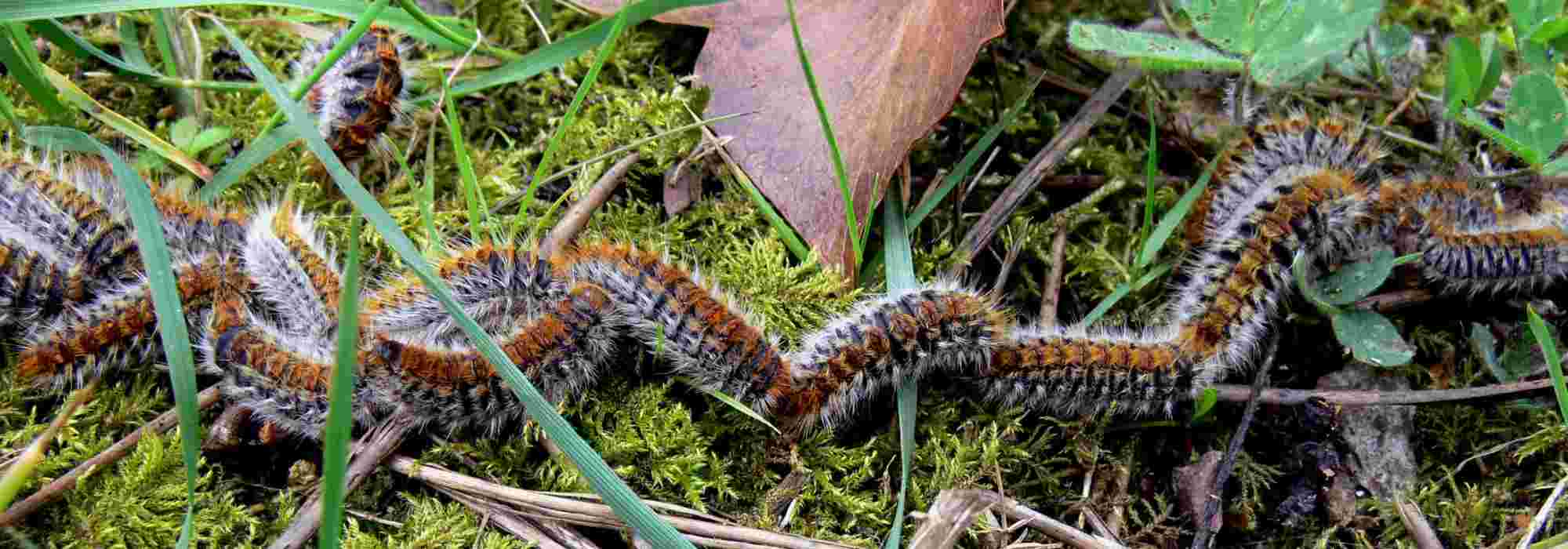 Pine processionary caterpillar: dangers and control methods