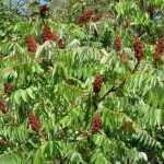 Sumac, vinegar tree: planting, growing and care