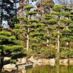 Cloud pruning or niwaki