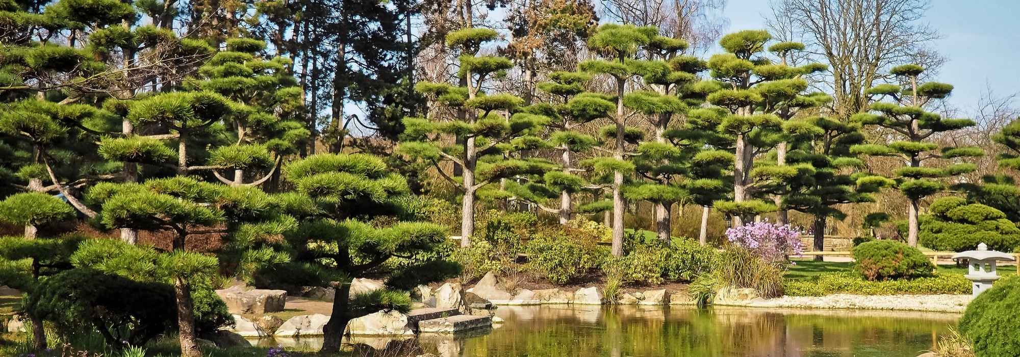 Cloud pruning or niwaki