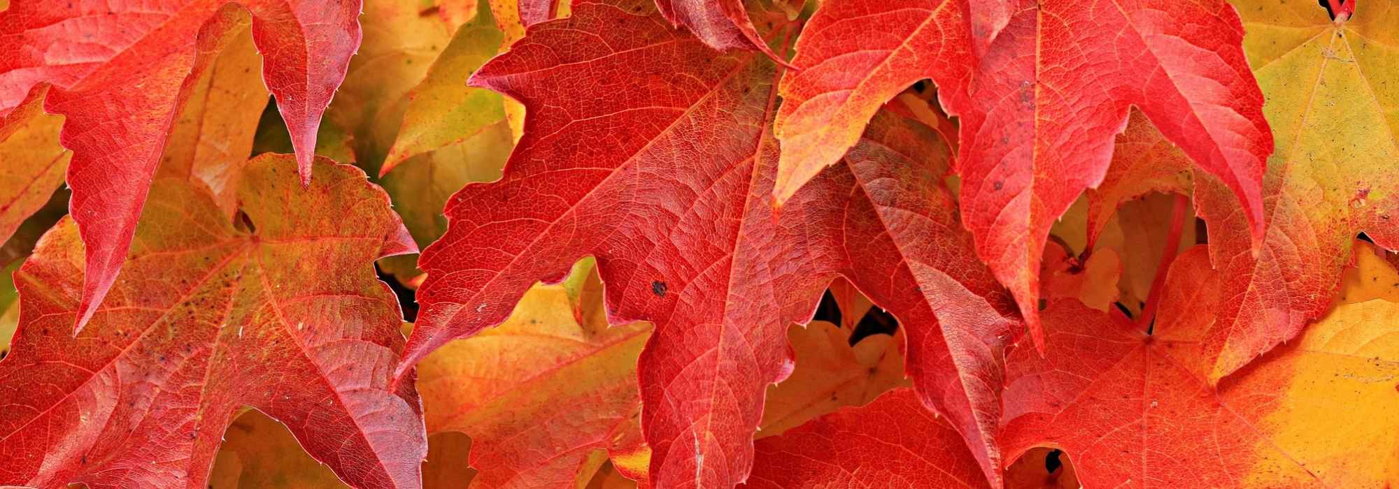 Virgin vine: planting, care, pruning