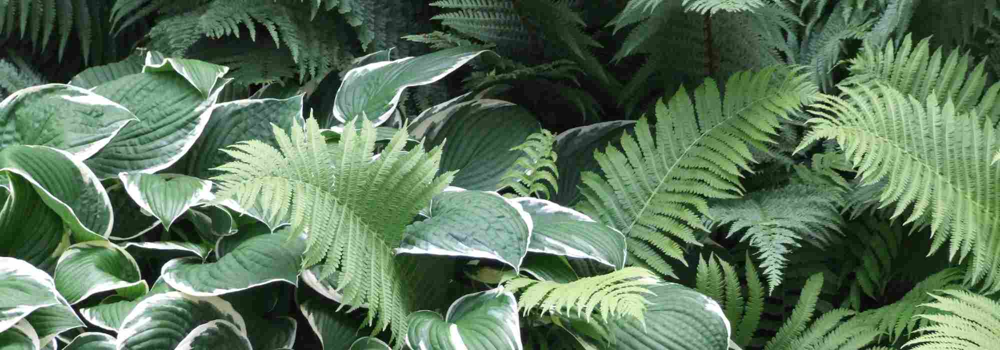 Design a shady border: which shade plants to choose for your garden?