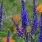 Perennial veronica: planting and care