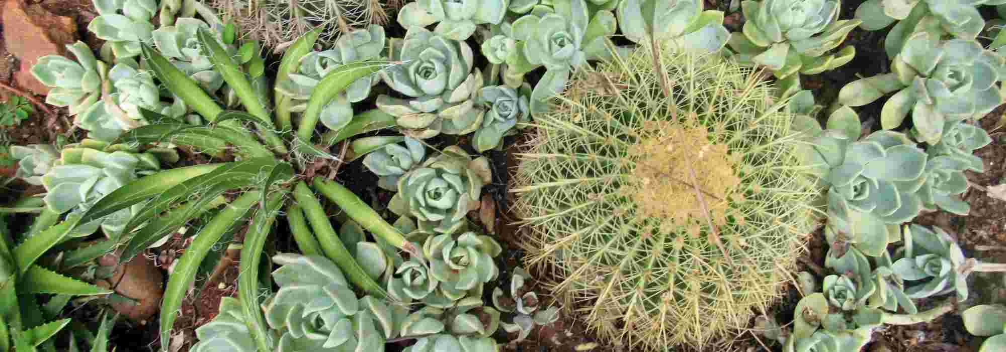 10 hardy plants for an exotic dry garden
