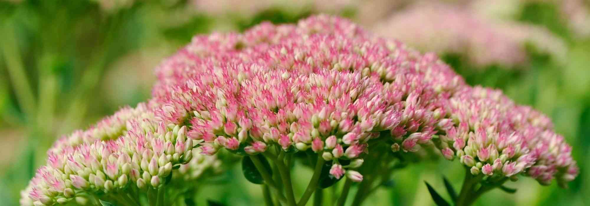 10 drought-resistant perennial plants for gardens without watering