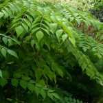 Aralia: planting, cultivation and care