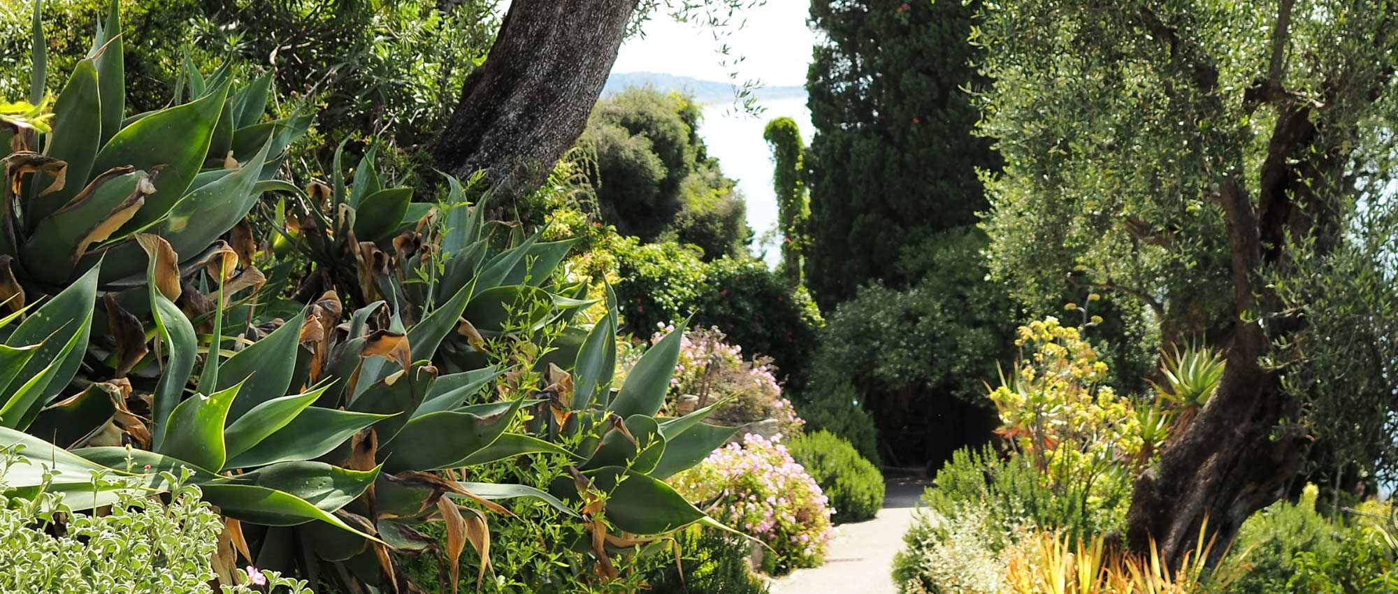Mediterranean garden: 10 iconic plants to landscape it