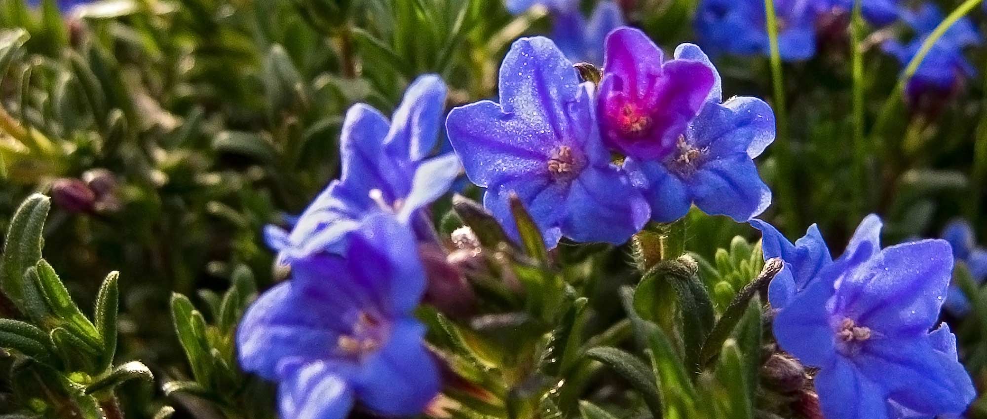 Lithodora: planting, growing and care