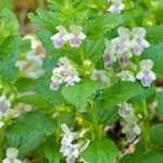 Melittis melissophyllum, Melitte: planting and care