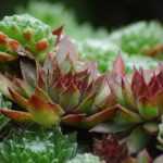 Sempervivum, houseleek: planting, growing and maintaining