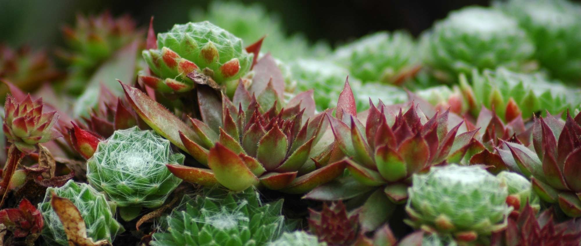 Sempervivum, houseleek: planting, growing and maintaining