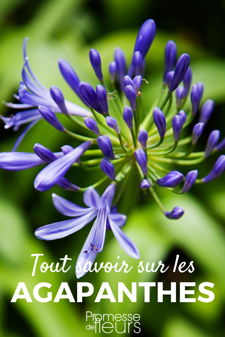 Agapanthus: Planting, Cultivating, and Maintaining