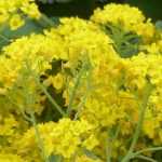 Alyssum, basket of gold: sowing, planting, care