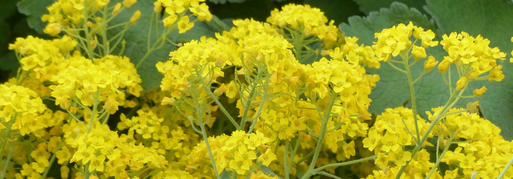 Alyssum, basket of gold: sowing, planting, care
