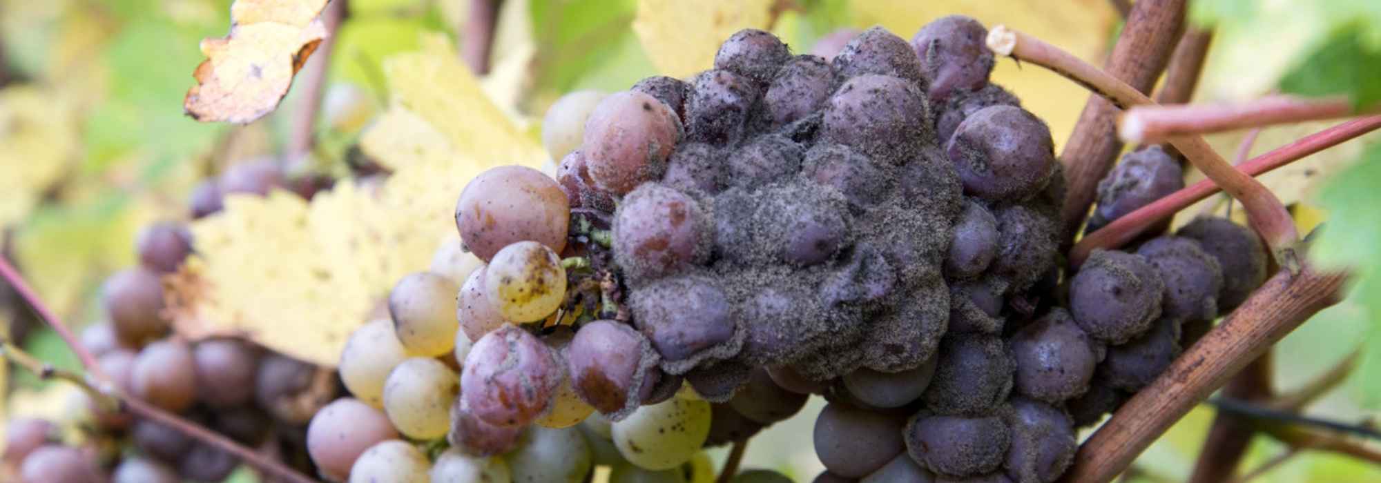Botrytis or grey mould