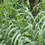 Giant reed, Arundo donax<em> </em>: planting, cultivation, care
