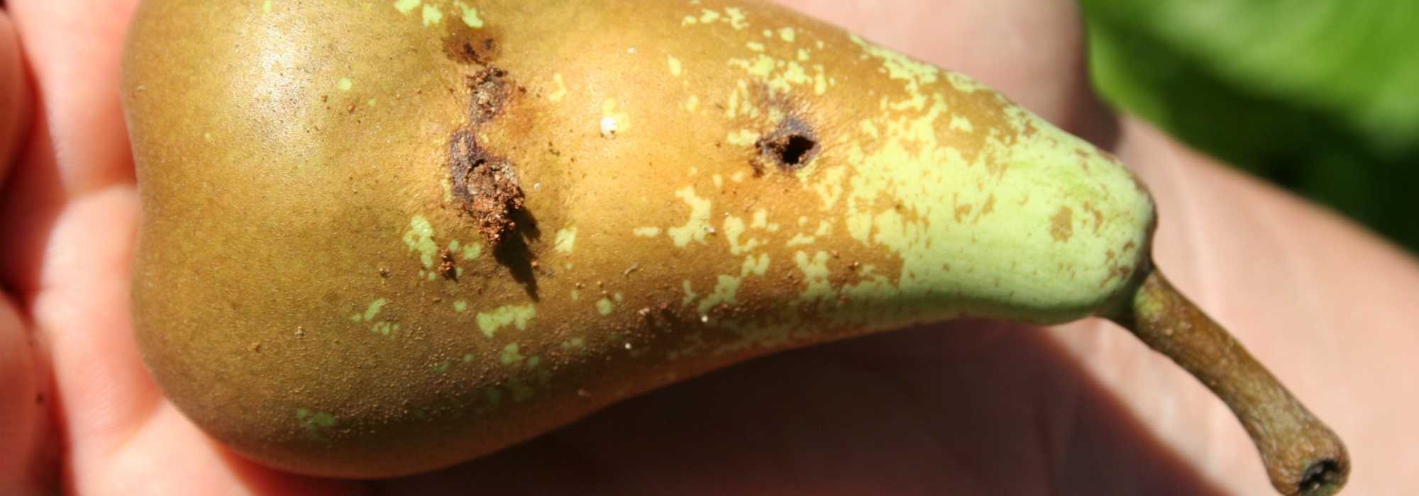 Codling moth on fruit trees