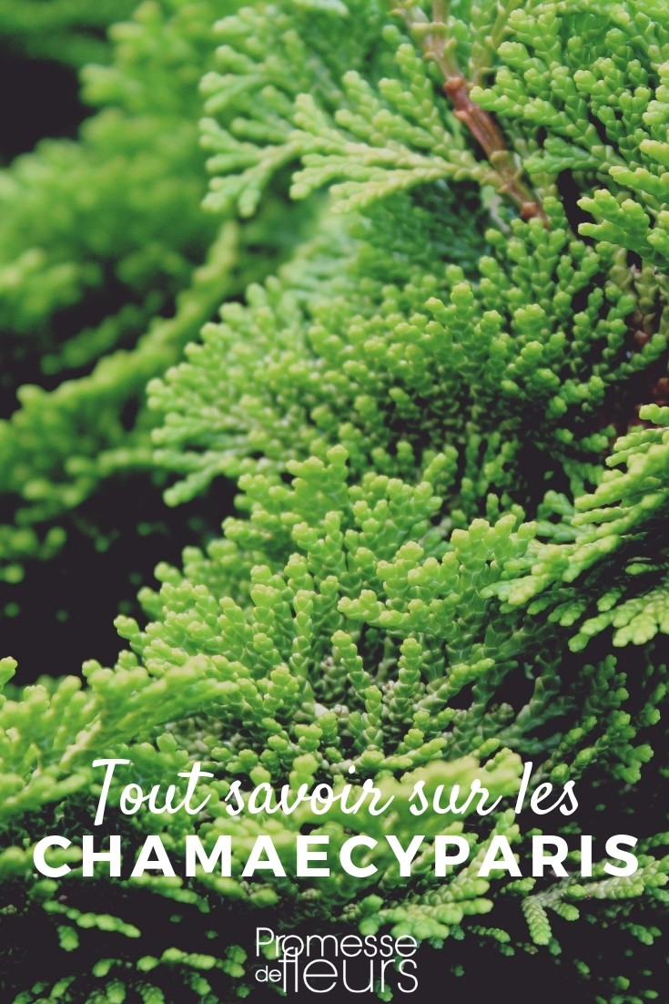 All About False Cypress