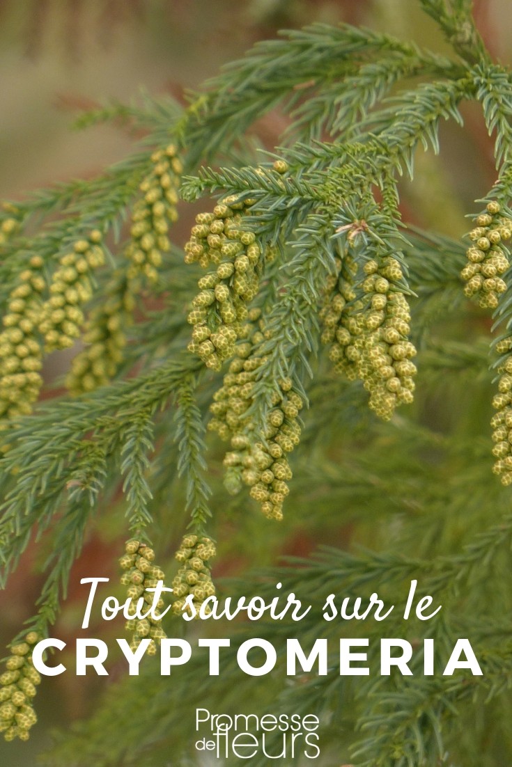 Japanese Cedar: Everything You Need to Know