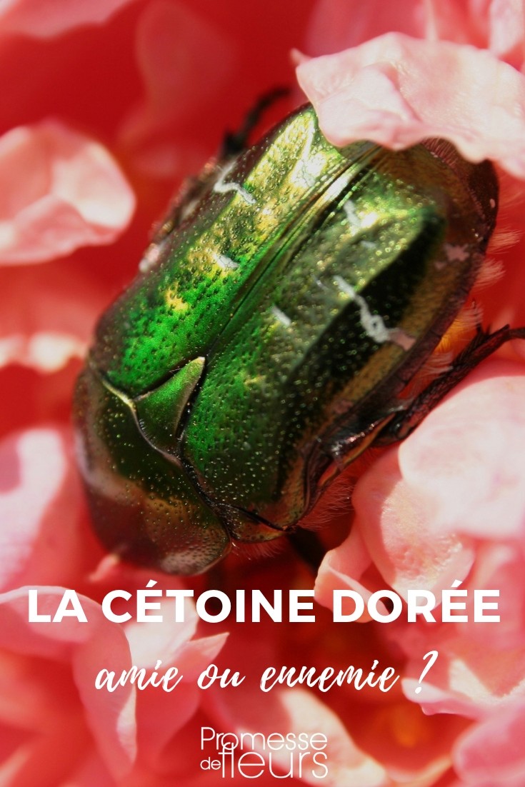 rose chafer