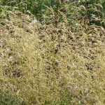 Deschampsia, tufted hair grass: planting, care and companion planting