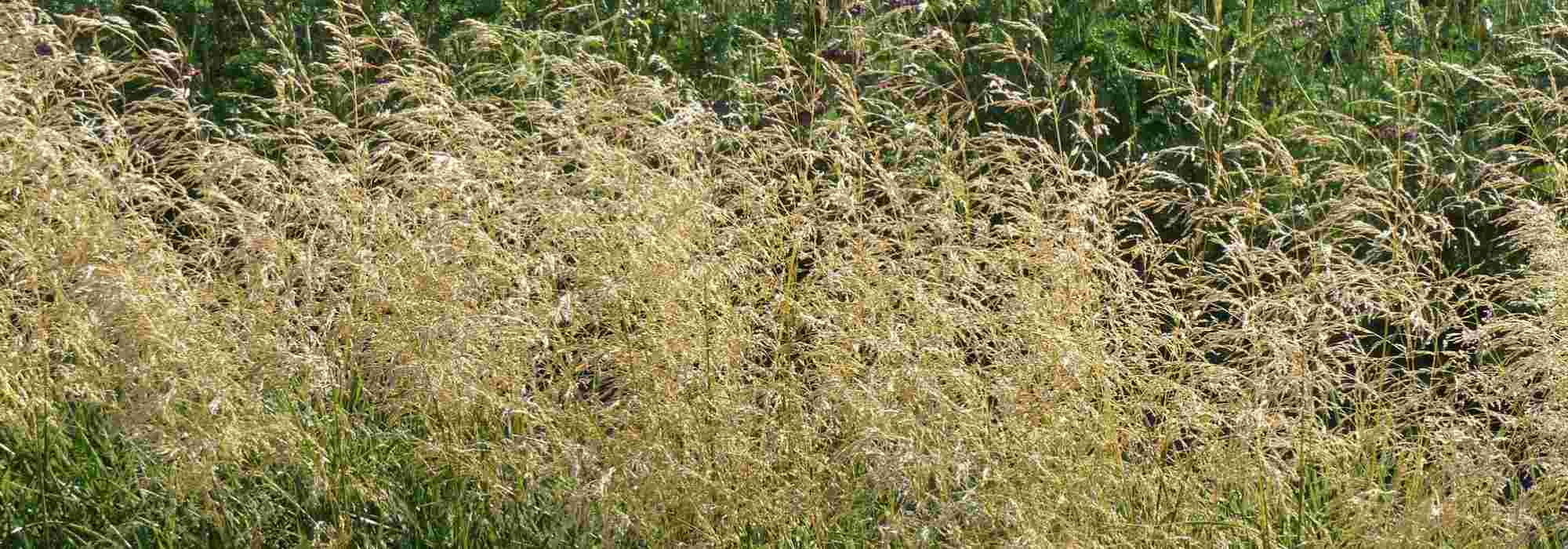 Deschampsia, tufted hair grass: planting, care and companion planting