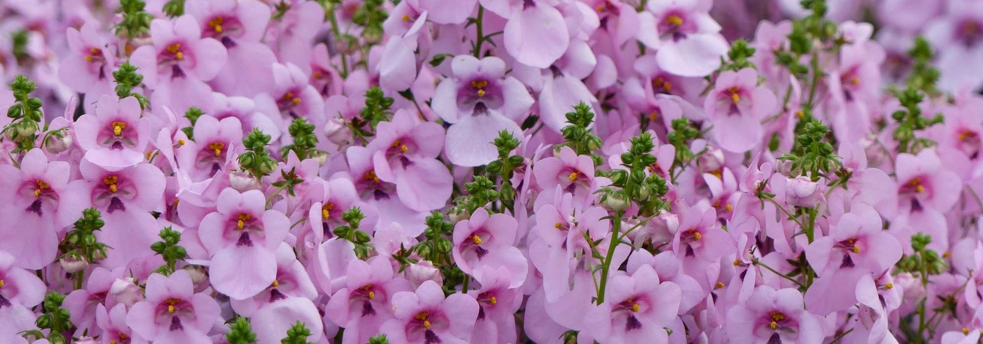 Diascia, twinspur : sowing, planting, growing