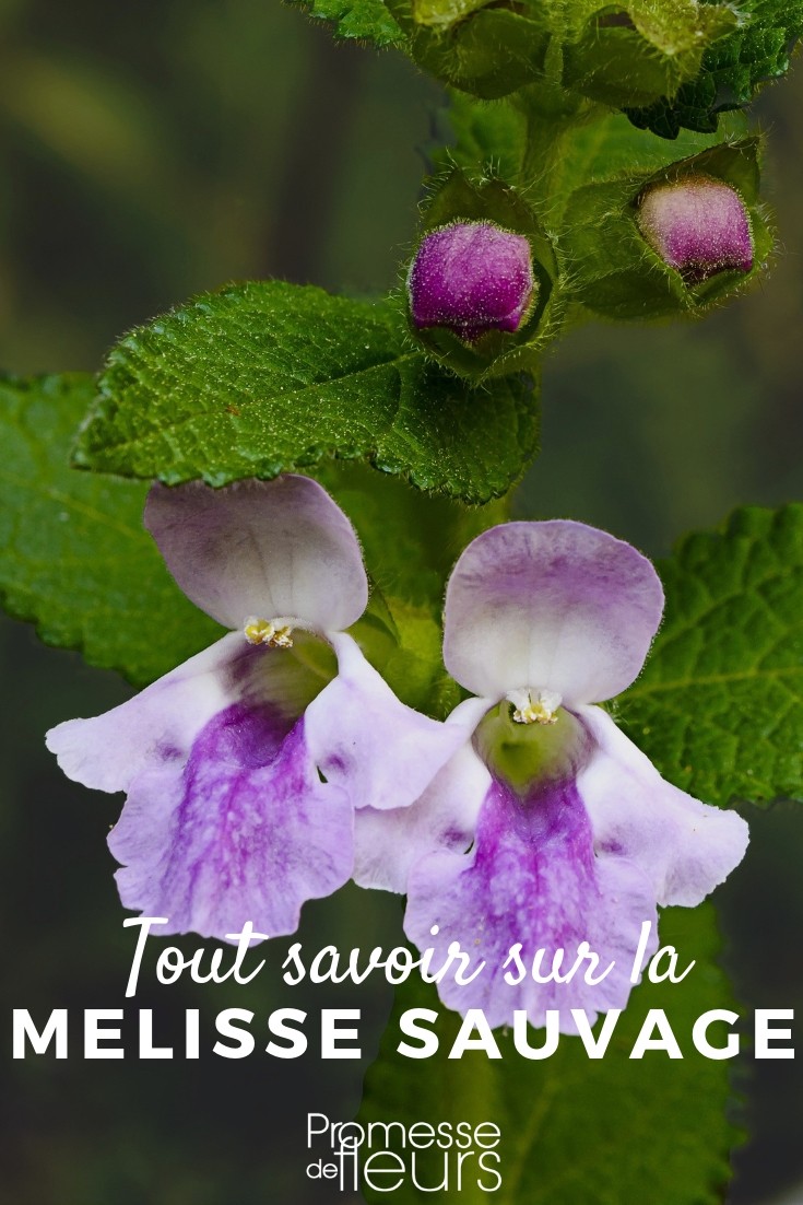 wild melittis, Melittis