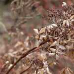 Plant dead or still dormant?