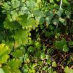 My bush is suckering. Why? What should I do?