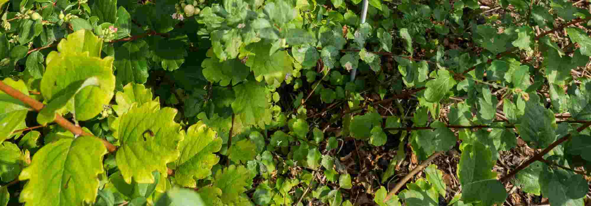 My bush is suckering. Why? What should I do?