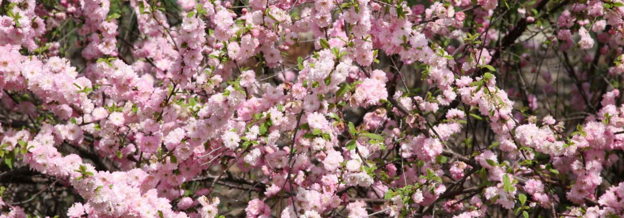 Flowering almond, Chinese almond: planting, pruning, care