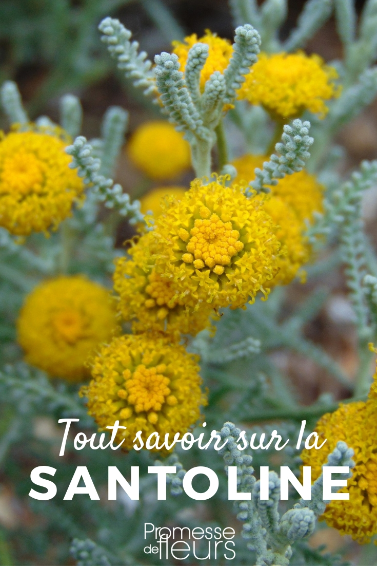 Understanding Santolina: Everything You Need to Know

Santolina, commonly known as lavender cotton, is a delightful addition to any garden, offering not only visual appeal with its silvery-green foliage but also a pleasant aroma reminiscent of lavender. This hardy plant thrives in well-drained soil and full sun, making it an excellent choice for borders, rock gardens, or as a low hedge.

### Key Characteristics
- **Botanical Name:** Santolina chamaecyparissus
- **Common Names:** Lavender cotton, grey santolina
- **Hardiness:** Generally hardy in the UK and Ireland
- **Growth Habit:** Compact and bushy
- **Height and Spread:** Up to 50 cm high and 60 cm wide
- **Foliage:** Fine, silvery-grey leaves
- **Flowers:** Small, bright yellow flowers in summer

### Planting and Care
- **Soil Requirements:** Prefers light, well-drained soil. Tolerant of poor soils.
- **Watering Needs:** Drought-tolerant once established. Water moderately.
- **Sun Exposure:** Requires full sun to thrive.
- **Pruning:** Prune in early spring to maintain shape and promote denser foliage.

### Uses in the Garden
Santolina is versatile and can be used in various garden settings:
- **As a border plant:** Its compact size and neat growth habit make it ideal for borders.
- **In rock gardens:** Its tolerance for dry, poor soils makes it perfect for rock garden settings.
- **As ground cover:** Effective at suppressing weeds due to its dense growth.
- **For aromatic gardens:** Its foliage releases a pleasant scent when brushed against.

### Companion Plants
Santolina pairs well with other Mediterranean plants such as lavender, rosemary, and thyme, which require similar growing conditions.

### Propagation
- **By Cuttings:** Take cuttings in late summer.
- **By Division:** Divide in spring or autumn.

### Common Issues
- **Pests:** Generally pest-free, but watch for aphids.
- **Diseases:** Root rot can occur in poorly drained soils.

In conclusion, Santolina is a low-maintenance plant that adds texture and colour to gardens. Its drought tolerance and ability to thrive in less fertile soils make it a valuable plant for challenging conditions. Whether used for its decorative foliage, aromatic properties, or as part of a sustainable garden design, Santolina is a plant that offers multiple benefits to gardeners.