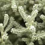 Santolina, Lavender cotton: planting, pruning and care