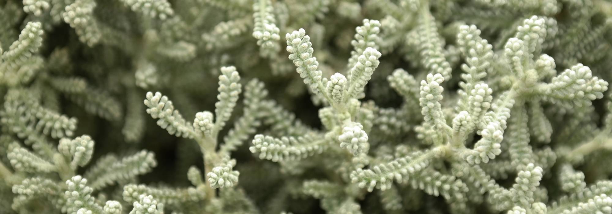 Santolina, Lavender cotton: planting, pruning and care