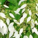 Schizophragma hydrangeoides : planting, cultivation and care