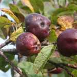Apple scab on apple and other fruit trees