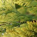 Thuja: planting, pruning and care
