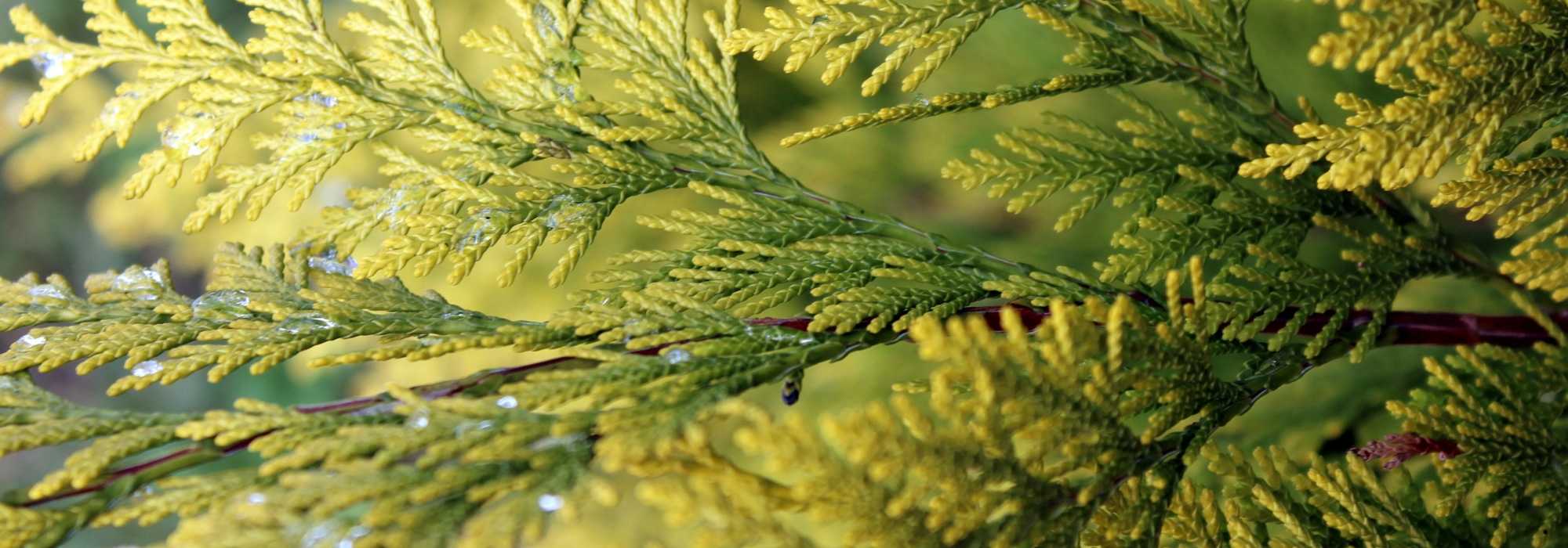 Thuja: planting, pruning and care