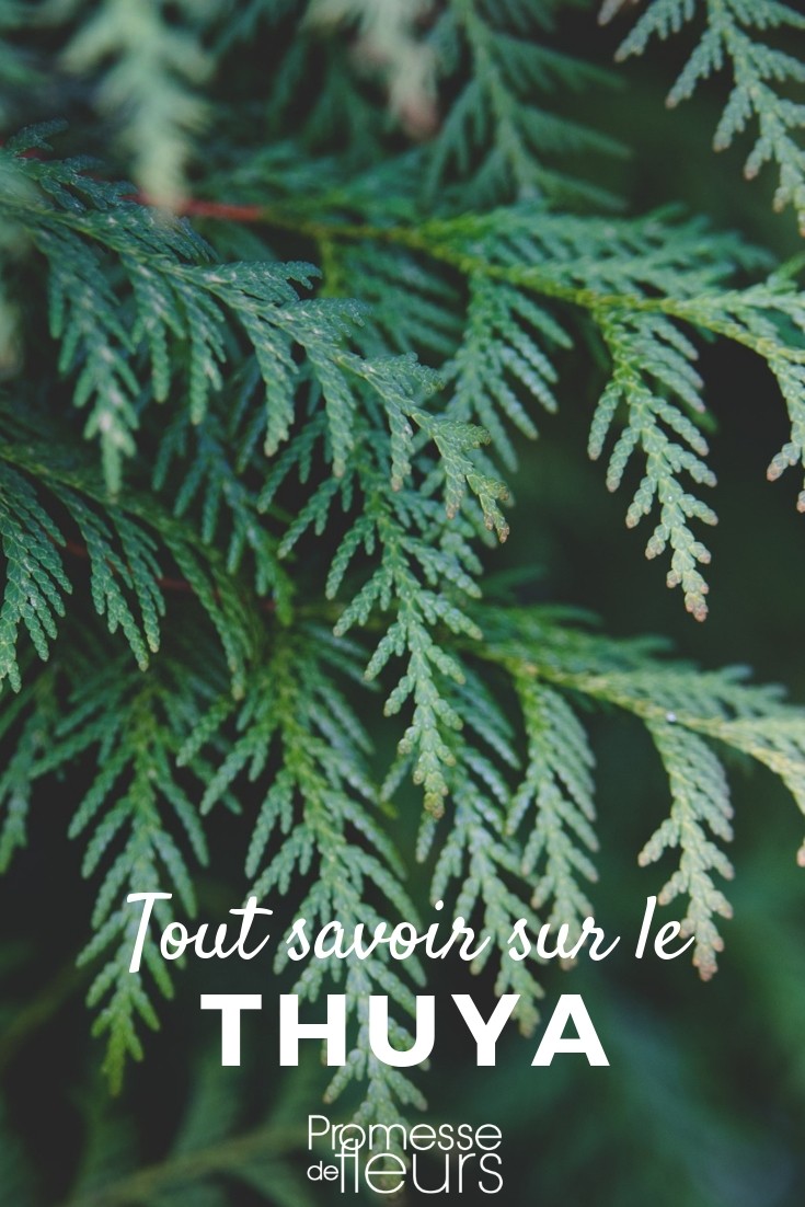 Everything You Need to Know About Thuja