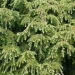 Tsuga, hemlock: planting, pruning and care