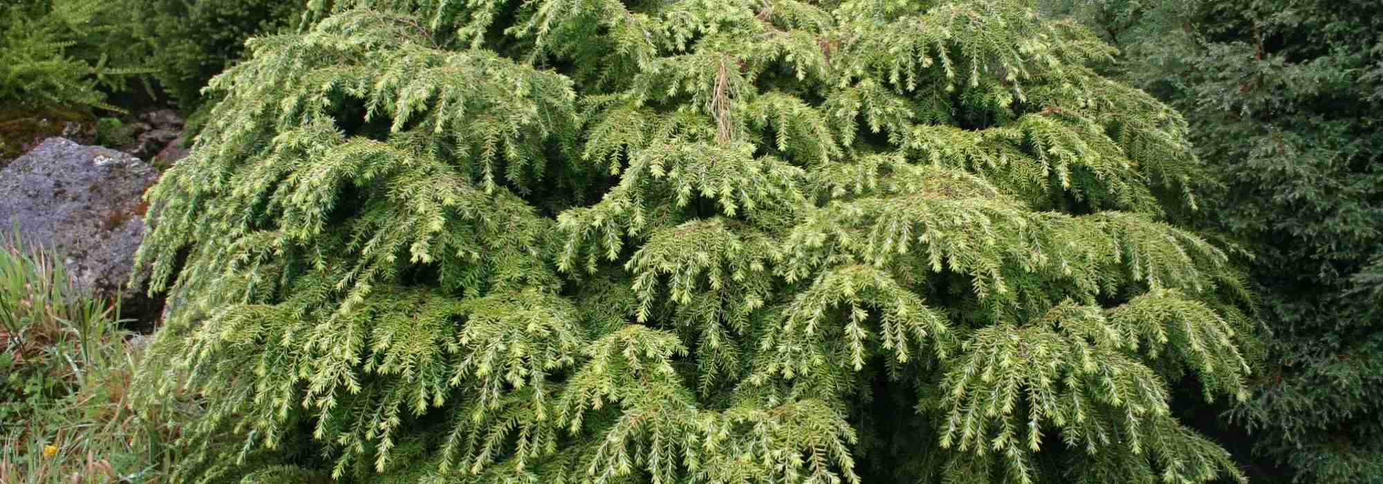 Tsuga, hemlock: planting, pruning and care