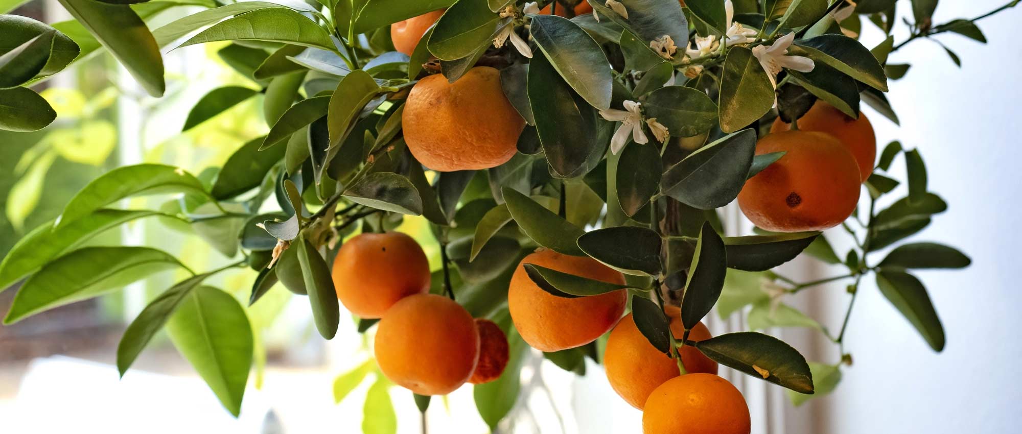 Overwintering a lemon tree outdoors: our tips to protect it against frost