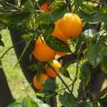 Citrus trees: 15 questions and answers about growing them